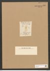 Diatomeae indet. Zeichnungen Sammlung Grunow Nr. 3291 (NHMW-BOT-W0370777)
